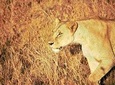 Nairobi National Park Half Day Tour