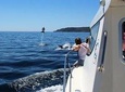 Dolphin Watching Boat Trip With Boarding In Sesimbra