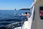 Dolphin Watching Boat Trip With Boarding In Sesimbra