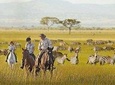 6 Day luxury Safari Serengeti,Ngorongoro,Manyara,Tarangire,Arusha National Park