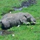 2 Days Amboseli National Park 
