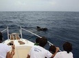 Whale watching in Tenerife