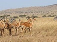 4 Day Mid-range Safari Serengeti , Ngorongoro and Tarangire National Park