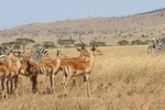 4 Day Mid-range Safari Serengeti , Ngorongoro and Tarangire National Park