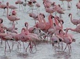 3 Day Private Lodge Safari in Ngorongoro, Lake Manyara, Tarangire National Park