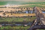 4 Day Private Camping Safari in Serengeti,Ngorongoro and Tarangire National Park