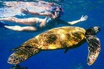 Turtle Town Kayak & Snorkel Group Tour (7am-10am)
