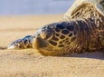 Lahaina Shore Excursion: Tropics of Maui & Rainforest Valley 