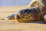 Lahaina Shore Excursion: Tropics of Maui & Rainforest Valley 