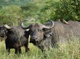 3 - Days Tanzania Wildlife Safari