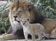 MIKUMI NATIONAL PARK DAY TRIP FROM DAR ES SALAAM DEPARTURE 3AM 