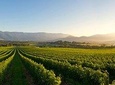 Small-Group Guided Yarra Valley Winery Tour with Wine Tasting