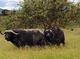 TARANGIRE NATIONAL PARK DAY TRIP FROM ARUSHA 