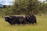 TARANGIRE NATIONAL PARK DAY TRIP FROM ARUSHA 