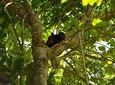 Full Day: Churute Forests, Estuary & Birds Sightings (Departure from Guayaquil)