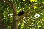Full Day: Churute Forests, Estuary & Birds Sightings (Departure from Guayaquil)