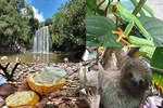 Rain forest, Wild life, Waterfall and Chocolate Private Tour
