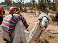 MARRAKECH GUIDED TOUR FROM CASABLANCA WITH CAMEL RIDE