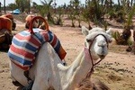 MARRAKECH GUIDED TOUR FROM CASABLANCA WITH CAMEL RIDE
