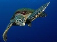 Tahiti Turtles snorkeling at 7:30am