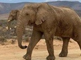 Aquilla Safari Private Touring 