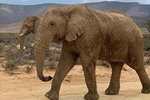 Aquilla Safari Private Touring 
