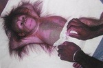 Encounter With The Man Of The Forest At "Orang Utan Island" + Tempurung Cave