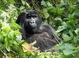 6 Day Gorilla tracking and Wildlife Safari