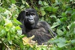 6 Day Gorilla tracking and Wildlife Safari