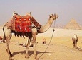 Experienced Tour for Camel ride during the sunset with Local Bedouin Dinner