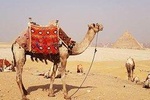 Experienced Tour for Camel ride during the sunset with Local Bedouin Dinner