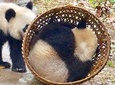 Hotpot and Panda Tour in Chengdu