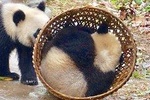 Hotpot and Panda Tour in Chengdu