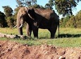 4-days safari: Tsavo east, west and Amboseli national parks