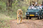 8 Days Delhi Agra Ranthambore Udaipur Jaipur Delhi Tour : Taj, Tigers & Lakes