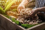 Maleku Chocolate Tour