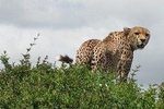 7 - Days Fascinating Tanzania Safari