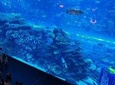 Dubai Aquarium&Underwater Zoo