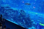 Dubai Aquarium&Underwater Zoo