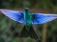 Hummingbird Observatory