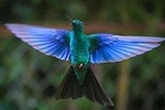 Hummingbird Observatory