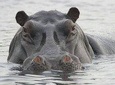 4 Days Safari to Mole park and Wechiau Hippos