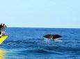 2 Day Kaikoura Whale and Dolphin Tour from Christchurch