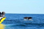 2 Day Kaikoura Whale and Dolphin Tour from Christchurch