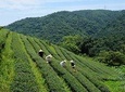 Yilan Rural Tea Picking Experience from Taipei City