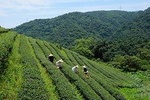 Yilan Rural Tea Picking Experience from Taipei City
