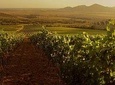 Grand Wine Tasting Tour of Gyongyos, Eger and Tokaj 