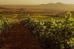 Grand Wine Tasting Tour of Gyongyos, Eger and Tokaj 