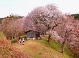 Day trip to ancient Nara from Kyoto 