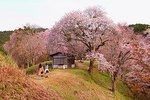 Day trip to ancient Nara from Kyoto 